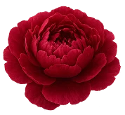 گل قرمز مرکز ۱