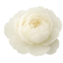 گل سفید راست