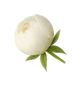 غنچه سفید کوچک